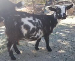 Nigerian dwarf dairy goats for sale in NM